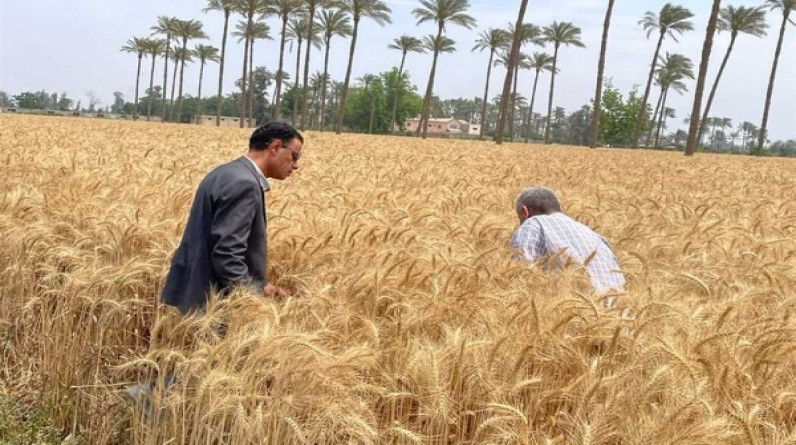 مسؤول: احتياطيات مصر من القمح تكفي أكثر من 5 أشهر.. ماذا عن السكر والأرز؟